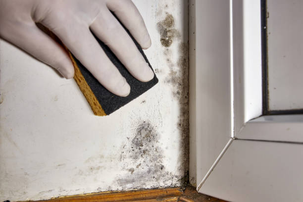 Best Airborne Mold Testing  in Salem, WV